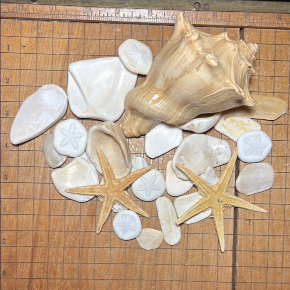 Atlantic Whelk w Weathered Beige Seashell Mix Natural Nautical Beach Bathroom